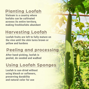 Eco-Friendly Insoles <b>Loofah</b> Organic Manufacturer , wholesale shoe insoles from Vietnamese - Product Image 6