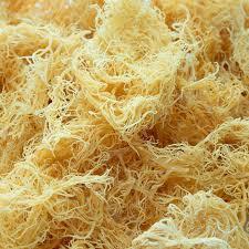 BEST SELLER Algues Cottonii Séchées Biologiques, Matière Première pour l'Extraction de Carraghénane, DISPONIBLE en Sacs en Vrac - Product Image 3
