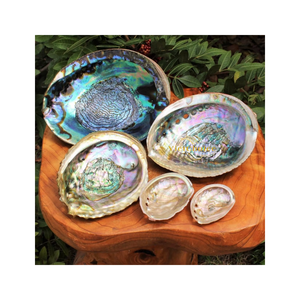 Best Choice Eco-Friendly Large Natural <b>Abalone</b> Seashells Angel Bowl 4-4.5 Inches VIETCHOICE Wedding Gift Directly Vietnam's - Product Image 1