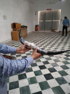 Cuernos de Búfalo Decorativos Pulidos Hechos a Mano, Estilo Animal, Montados, de la India - Precio al por Mayor - Product Image 5