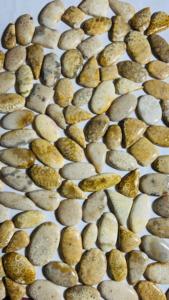 Piedras Preciosas Naturales 100% Sueltas, Coral Curativo, Forma Mixta, Tamaño Personalizado, Alta Calidad, Certificadas por Terceros, Trimurti Gems, Joyería de Rajasthan - Product Image 3