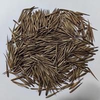 Semillas de Bambú Naturales de Primera Calidad, Semillas de Bambú Secas de Grado Alimenticio, Semillas Herbales Indias, Venta al por Mayor, Exportación, Suministro a Granel