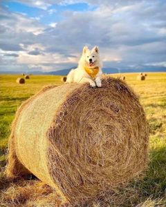 Fibre de coco biodégradable écologique nettoyée à la machine pour usage industriel, fibre longue, haute rétention d'eau, bonne résistance à la traction - Product Image 6