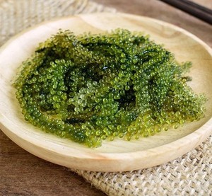 Uvas de Mar Orgánicas Premium |   Uvas de Mar de Marca Privada OEM |   Caviar Verde a Precio de Fábrica - Product Image 5