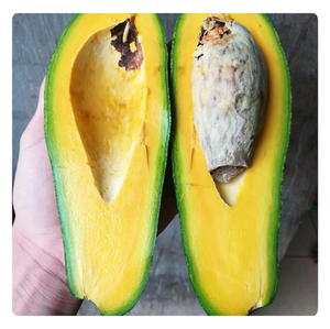 อะโวคาโดแช่แข็ง IQF สดใหม่ เวียดนาม คุณภาพพรีเมียม ขายส่ง - Product Image 3