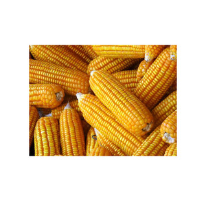 บริการ OEM คุณภาพพรีเมียม ข้าวโพด GMO เกรดอาหาร ขายส่งจำนวนมาก มีสินค้าพร้อมส่ง คุณภาพสูงสุด ผลิตภัณฑ์ส่งออก - Product Image 2