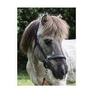 Cabestro de Cuero Ecuestre para Caballos de Primera Calidad, Duradero y Personalizable, Diseño Acolchado Hecho a Mano, para Caballos Islandeses - Product Image 4