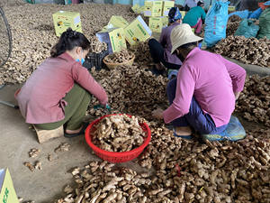 Jengibre fresco Venta al por mayor Origen de Vietnam Suministro de exportación de sabor picante de alta calidad - Product Image 5