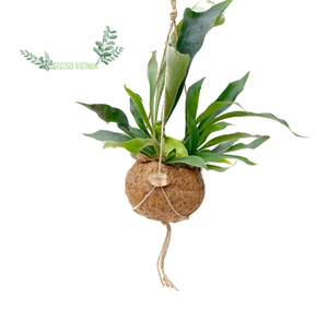 Pot de plantes de noix de coco/Pot de jardinière suspendu en coquille de noix de coco de haute qualité d'Eco2go Vietnam - Product Image 1
