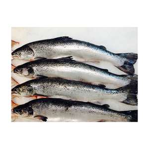 Frozen salmon belly for sale / V-shape Gutted Salmon Fish Head, Frozen Salmon Fish ,Frozen King Salmon Fish - Product Image 6