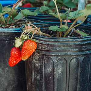 BioFusion Poudre de vermicompost de fumier de vache, activateur de sol avancé pour les fermes urbaines, les jardins sur toits et les projets communautaires - Product Image 6