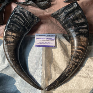 Water Buffalo Polished Horn Pair Wall Decor <b>Art</b> Deco Design <b>Large</b> 10" to 18" Inches for Wedding Birthday Anniversary - Product Image 1