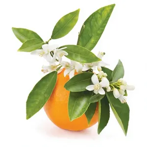Therapeutic Grade 2KG Petitgrain <b>Essential</b> <b>Oil</b> 100% Pure & Natural Non Synthetic Non Blended Citrus Aurantium <b>Oil</b> - From India - Product Image 3