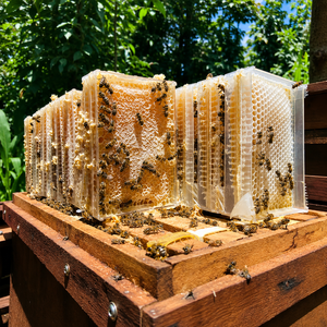 VIETNAM PURE RAW HONEY COMB PREMIUM ORGANIC BEE HARVESTED GOLDEN BEESWAX NATURAL SWEETNESS STRAIGHT FROM VIETNAM/ Ms. Alina - Product Image 1
