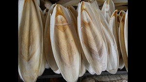 ผู้จัดจำหน่ายแคลเซียมธรรมชาติ เซเปียชาเล่ ไทรเดอร์ สำหรับใช้ดูแลสัตว์เลี้ยง กระดูกปลาหมึก 12 แพ็ค 28 - Product Image 3