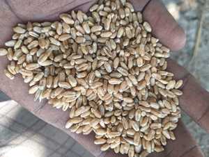 Grains de blé entier séchés indiens (Procédé FD) pour la vente en gros et l'approvisionnement agricole, export en vrac auprès de fournisseurs indiens - Product Image 4