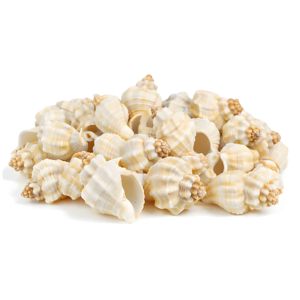 Conchas marinas para decoración de playa, venta al por mayor, conchas limpias, oferta con descuento, conchas marinas naturales - Product Image 2