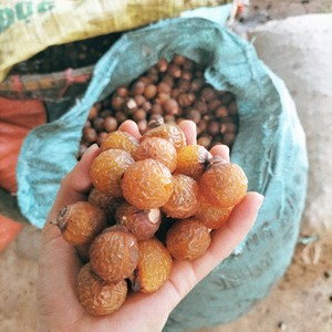 Natural Dried Soap Nuts Soapberry Washnut Berries Bulk Supply for Laundry <b>Detergent</b> Household Cleaning Wholesale Vietnam Exporte - Product Image 5