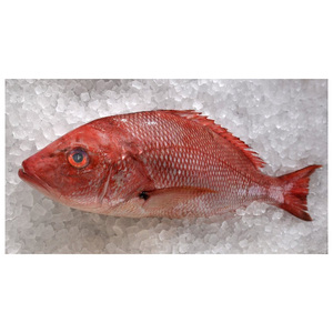 Meilleur prix pour le poisson-doré frais et congelé en vente - Product Image 4