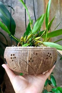Pot suspendu en coquille de noix de coco fait main |   Pot à plantes succulentes naturelles pour la maison, le jardin et les espaces extérieurs |   Eco2go Vietnam - Product Image 2