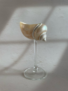 Trendy 2026 <b>Light</b> Luxury Conch <b>Shell</b> Champagne Flute Glass Household Drinking Set Home Bar Decor Wedding Gift - Product Image 2