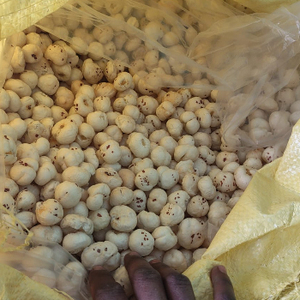 Nueces de makhana de la mejor calidad, makhana india, nueces de makhana secas para un refrigerio saludable - Product Image 1