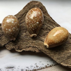 Tiger cowrie <b>shells</b> supplier sale cowry <b>shell</b> bulk deal seashell for craft aquarium <b>ornament</b> - Product Image 6