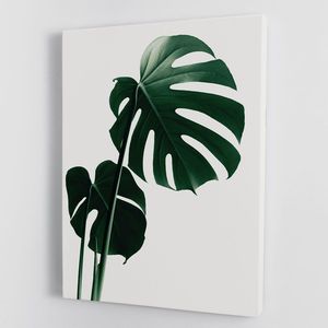 Stampa su Tela o Poster con Cornice in Legno Naturale Monstera 16, Decorazione Casa Elegante e Resistente - Product Image 2