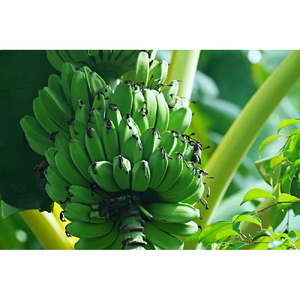 Bananes Cavendish vertes de qualité export, cultivées naturellement, fraîches, pour la vente en gros et l'usage commercial - Product Image 5