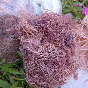 Musgo Marino Morado Seco Premium – Origen Vietnam, Empaque a Granel - Product Image 1