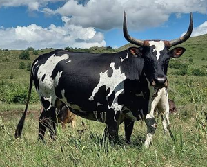 Approvisionnement en gros de bétail Nguni de NMF (PVT) LTD - Longue durée de conservation, Afrique du Sud, pour les commerçants en bétail et les propriétaires de ranchs - Product Image 3
