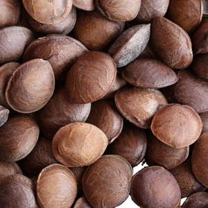 PROPORCIONANDO SEMILLAS DE PLUKENETIA VOLUBILIS REPUTABLE A BUEN PRECIOS - Product Image 3