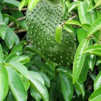 Vietnam Premium Zuurzak - Hoge Kwaliteit, Natuurlijk Zoet, Competitieve Prijs, Rijk aan Vitamine C // Mr. Tom