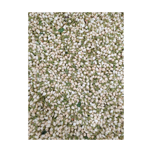 Té de Jazmín Seco al Por Mayor, Hojas Sueltas, Capullos de Jazmín Aromáticos, Té con Fragancia Natural, Suministro a Granel para Distribuidores Globales - Product Image 1