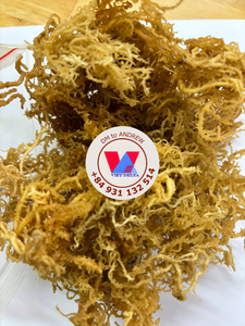 AVAILABLE Spiny Purple Sea Moss Raw Seaweed Sun Dried Sustainable B2B Material For <b>Gel</b> And Agar <b>Food</b> - Product Image 4