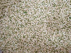 Fleurs de jasmin séchées de qualité alimentaire pour la décoration de pâtisserie, pétales de jasmin séchés naturels et comestibles, décoration alimentaire, approvisionnement en vrac professionnel - Product Image 2