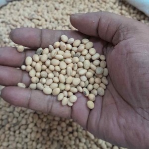 เมล็ดถั่วเหลืองคัดพิเศษเกรดพรีเมียมสำหรับผู้ซื้ออาหารที่มีคุณค่าทางโภชนาการสูงและมาตรฐานเมล็ดพันธุ์ยอดเยี่ยม - Product Image 1