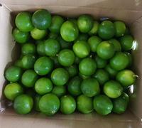 Verse, pitloze limoenen, groen, Vietnam-gewaaid, hoge kwaliteit, merk Blue Lotus, verfrissende smaak, beste exportaanbiedingen.