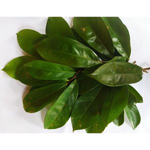 Feuilles de Graviola sélectionnées de qualité supérieure, ingrédient pour le thé, emballées sous vide, vente en gros - Product Image 6