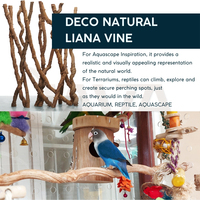 Perchoir pour oiseaux en liane de bois durable et écologique Java L100-120 pour perroquets et oiseaux, fabriqué en Indonésie