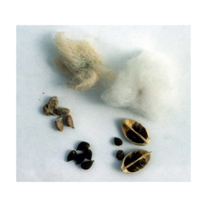Graines de coton de qualité supérieure - Marque d'exportation mondiale - Origine Afrique du Sud - Longue durée de conservation - Approvisionnement en vrac pour l'extraction d'huile et l'alimentation animale - Product Image 4