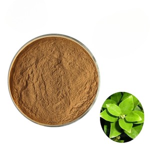 Poudre de Gymnema Sylvestre 100% authentique OEM ODM, qualité alimentaire naturelle, séchée, pour tisanes et café - Product Image 3