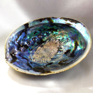 Paua seashells aquarium landscape <b>abalone</b> seashell producer supply high quality natural sea <b>shells</b> - Product Image 5