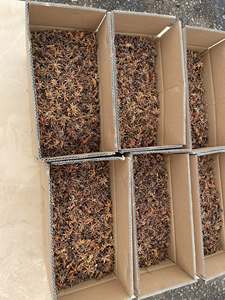 Anis étoilé séché en morceaux entiers, naturel, cru, origine Vietnam, épices pour la cuisine et l'assaisonnement TECHMIFOOD, durée de conservation de 12 mois - Product Image 5