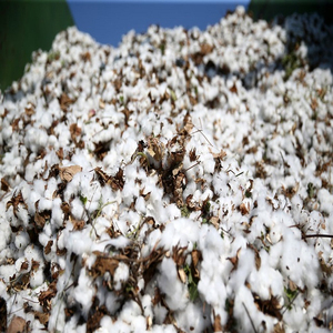 Graines de coton de qualité supérieure en gros, variété sans gossypol, pour l'alimentation des animaux non ruminants, en vente - Product Image 5