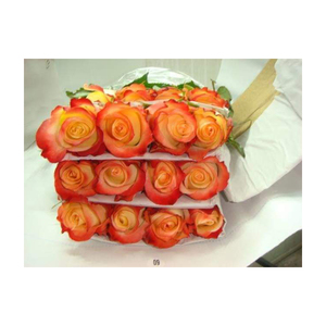 Fleurs fraîches coupées de qualité supérieure en provenance du Kenya - Roses dorées pour décorations de fêtes et d'événements à prix compétitif - Product Image 1