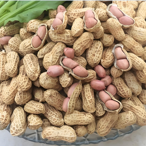 Arachides de qualité supérieure en gros, vente en vrac, prêtes à être expédiées, qualité supérieure pour l'exportation - Product Image 1