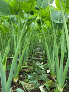 Tallos <span class=keywords><strong>de</strong></span> <span class=keywords><strong>oreja</strong></span> <span class=keywords><strong>de</strong></span> <span class=keywords><strong>elefante</strong></span> secos en rodajas, textura suave y esponjosa, sabor suave, verdura seca para sopa y hot pot - Product Image 2