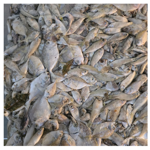 Pez Cristal Congelado Fresco Comercial para Cebo de Pesca, Alimento para Acuarios y Venta al por Mayor a Granel para Fábricas de Procesamiento de Mariscos - Product Image 6