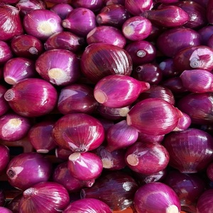 Organic Fresh <b>Red</b> Onion Carefully <b>Harvested</b> Packed for Long Distance Shipping Wholesale Export Storage Handling India 2 Months - Product Image 4